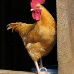 Why Men Are More Chicken Than You Think
